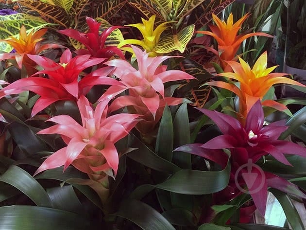 Растение Бромелиевые 9х40 микс - фото 2