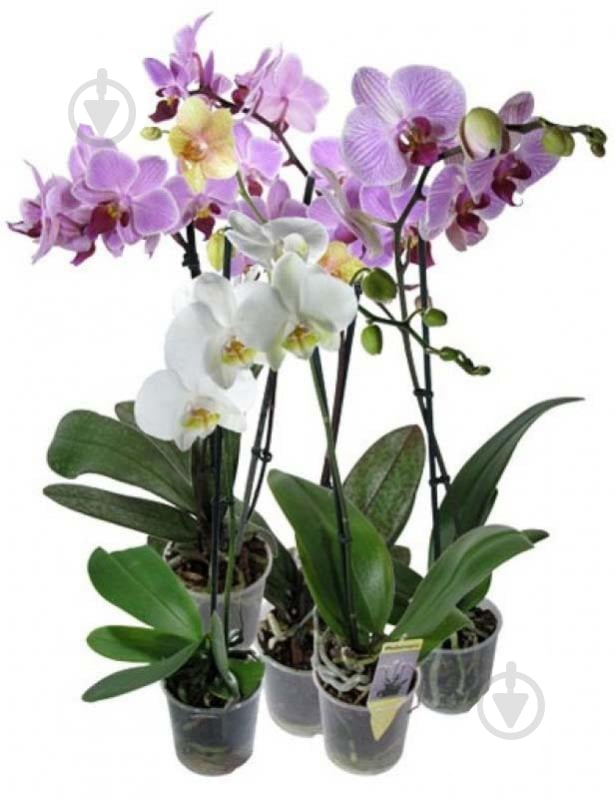 Рослина Фаленопсис (орхідея) 12*50 1 стовбур мікс (Ter Laak Orchids) - фото 1