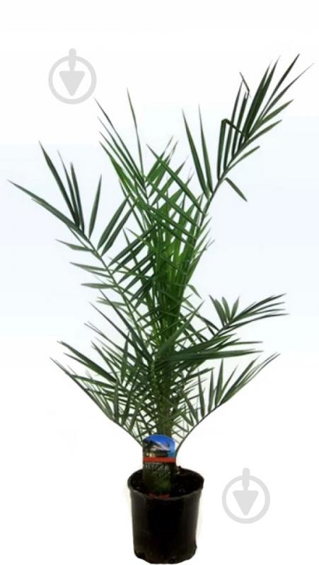 Растение Финиковая пальма 14*50 Сanariensis - фото 1
