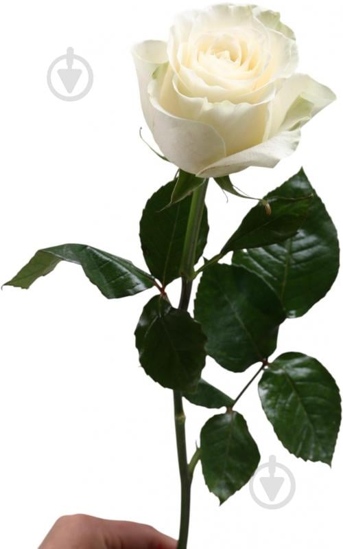 Троянда Mondial одноголова класична 70 см білий - фото 1 Троянда Mondial одноголова класична 70 см білий - фото 1