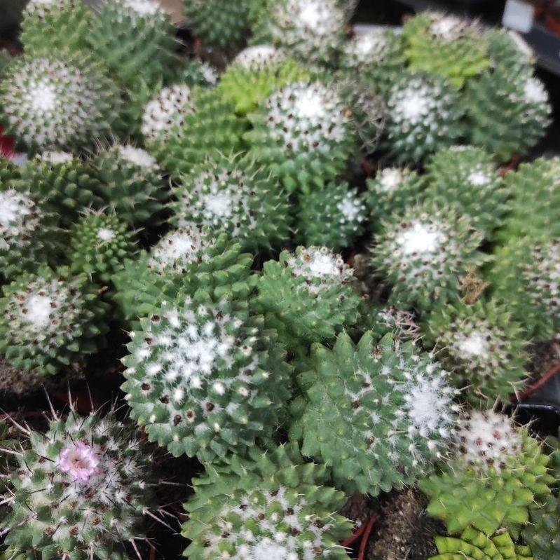 Растение Кактус 10х12 Mammillaria Toluca - фото 1