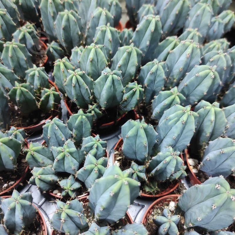 Растение Кактус 5х8 Myrtillocactus Geometrizans - фото 1 Растение Кактус 5х8 Myrtillocactus Geometrizans - фото 1