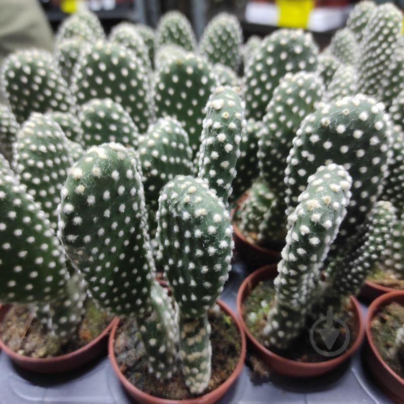 Растение Кактус 5х10 Опунция Albata - фото 1