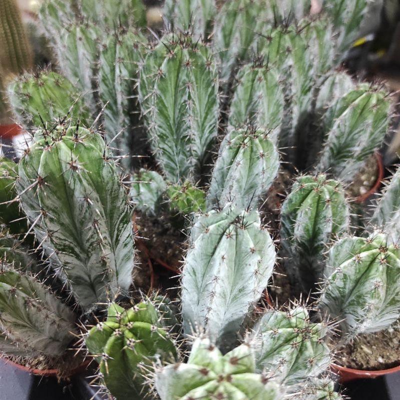 Растение Кактус 10х15 Polaskia Chichipe - фото 1