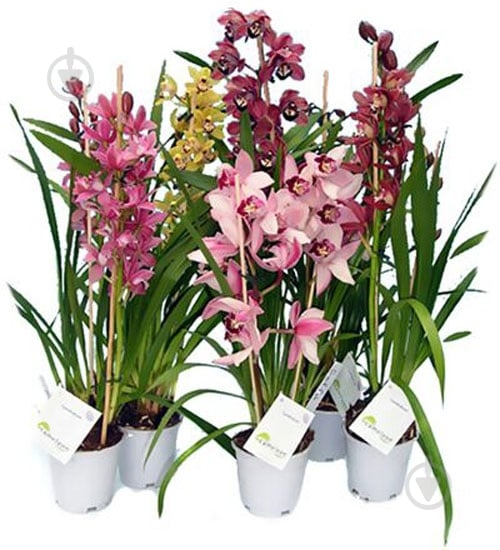 Рослина Цимбідіум мікс 14/95 - фото 1