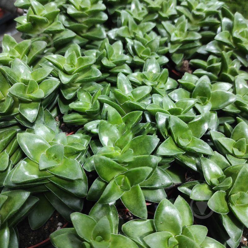 Растение Крассула 8х10 Springtime - фото 1