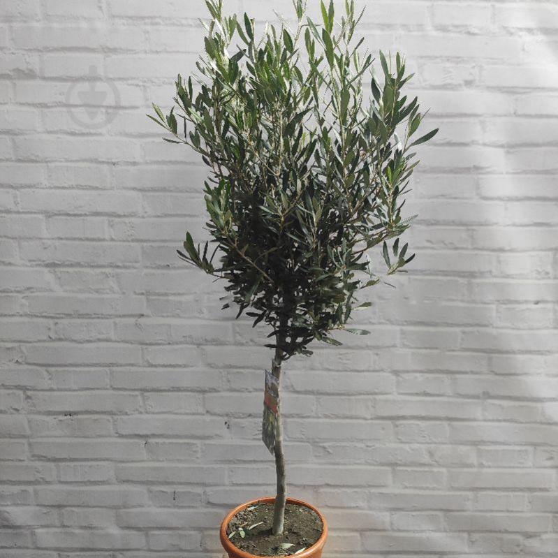 Растение Оливковое дерево 21х100 - фото 1