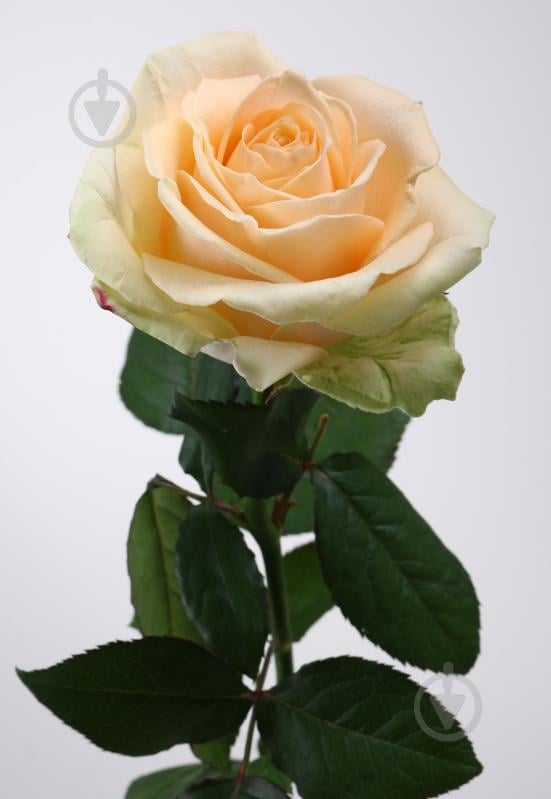 Роза Пич аваланч одноголовая классическая 70 см персиковая (Украина) - фото 1 Роза Пич аваланч одноголовая классическая 70 см персиковая (Украина) - фото 1