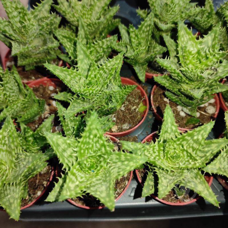 Растение Алоэ 5х10 Squarrosa - фото 1