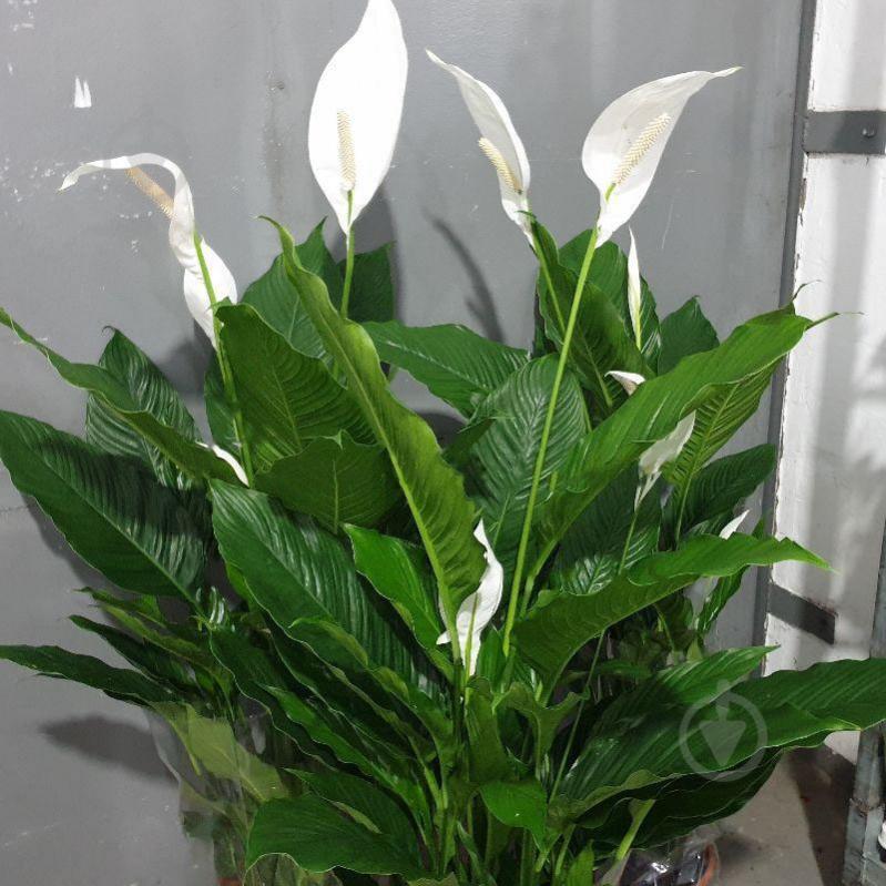 Растение Спатифиллум 24x135 - фото 1