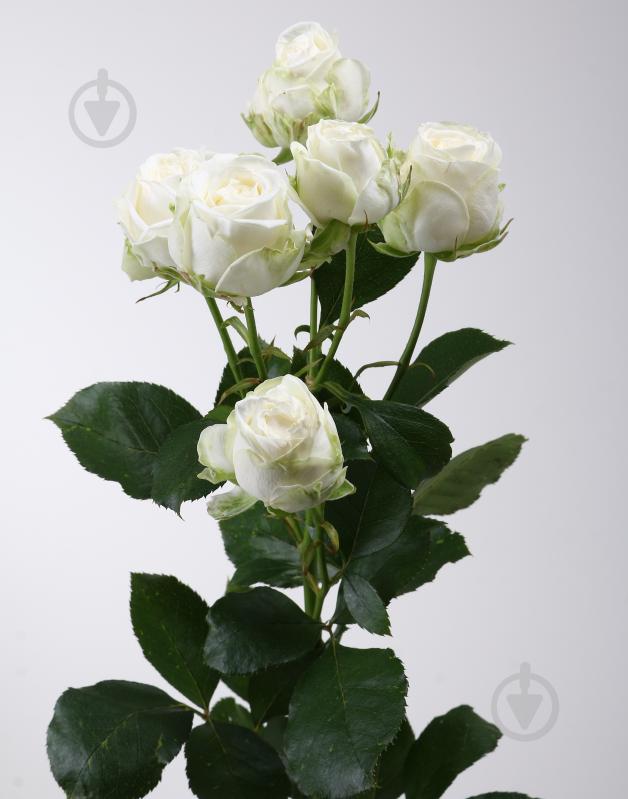 Троянда Міс Бомбастік спрей (кущова) класична 50 см біла (Україна) - фото 2