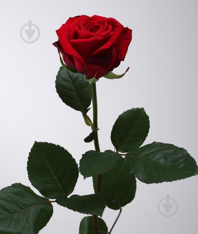 Роза Ред Наоми одноголовая классическая 70 см красная (Украина) - фото 2 Роза Ред Наоми одноголовая классическая 70 см красная (Украина) - фото 2