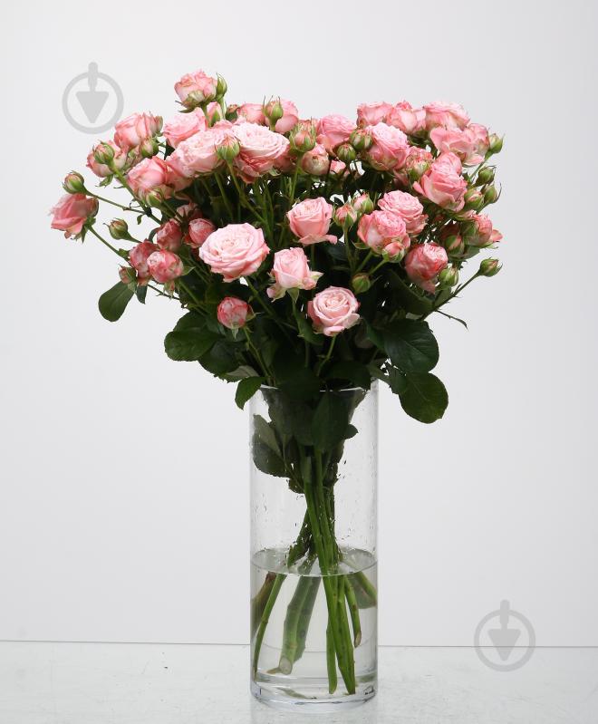 Роза Мадам Бомбастик спрей (кустовая) классическая 55 см розовая (Украина) - фото 5