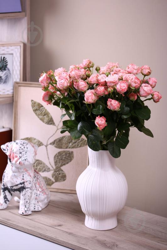 Роза Мадам Бомбастик спрей (кустовая) классическая 55 см розовая (Украина) - фото 2