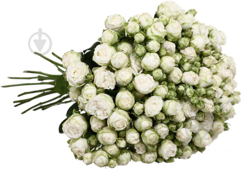 Роза Мисс Бомбастик спрей (кустовая) классическая 40 см белая (Украина) - фото 3 Роза Мисс Бомбастик спрей (кустовая) классическая 40 см белая (Украина) - фото 3