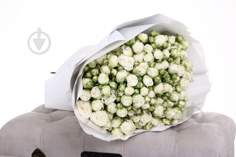 Роза Мисс Бомбастик спрей (кустовая) классическая 40 см белая (Украина) - фото 6 Роза Мисс Бомбастик спрей (кустовая) классическая 40 см белая (Украина) - фото 6