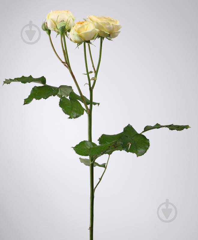 Троянда Піоні Баблз спрей (кущова) піоновидна 40 см жовта (Україна) - фото 2