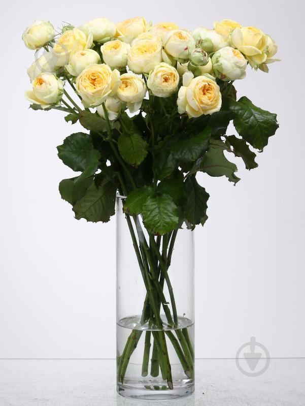 Троянда Піоні Баблз спрей (кущова) піоновидна 50 см жовта (Україна) - фото 1 Троянда Піоні Баблз спрей (кущова) піоновидна 50 см жовта (Україна) - фото 1