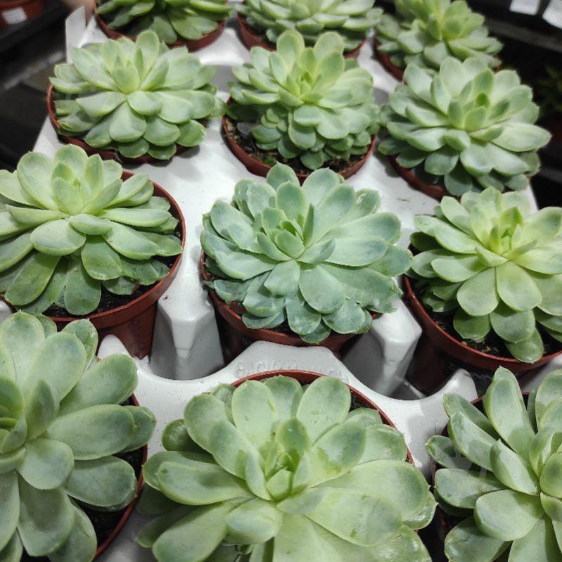 Растение Эхеверия 8х10 Elegans - фото 1 Растение Эхеверия 8х10 Elegans - фото 1