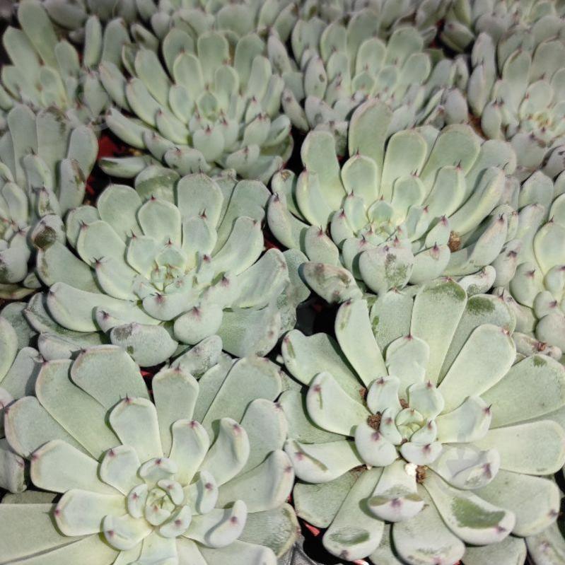 Растение Эхеверия 5х8 Elegant Blue - фото 1 Растение Эхеверия 5х8 Elegant Blue - фото 1