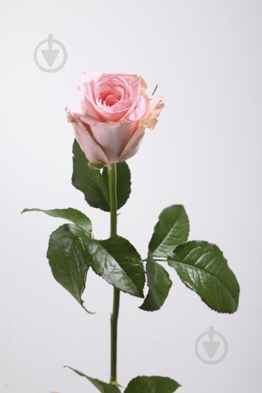 Роза Кимберли одноголовая классическая 80 см персиковая (Украина) - фото 2 Роза Кимберли одноголовая классическая 80 см персиковая (Украина) - фото 2