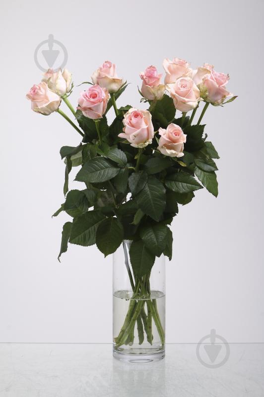 Роза Кимберли одноголовая классическая 80 см персиковая (Украина) - фото 1 Роза Кимберли одноголовая классическая 80 см персиковая (Украина) - фото 1