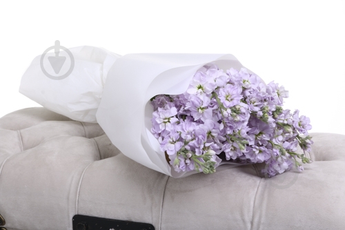 Маттиола Centum Rose фиолетовая (Нидерланды) - фото 2