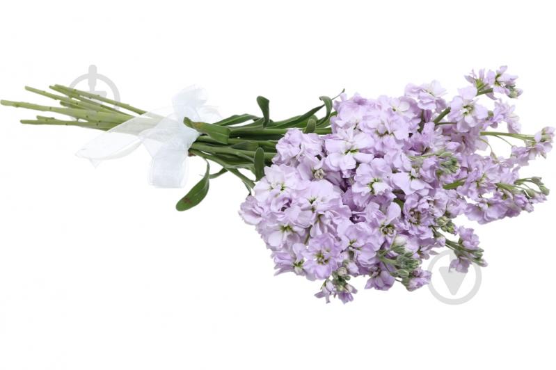 Маттиола Centum Rose фиолетовая (Нидерланды) - фото 4