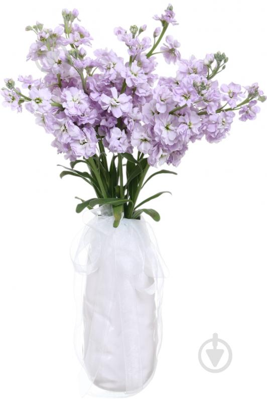 Маттиола Centum Rose фиолетовая (Нидерланды) - фото 5