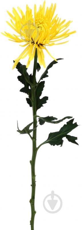 Хризантема Anastasia Yelow одноголовая желтый - фото 1 Хризантема Anastasia Yelow одноголовая желтый - фото 1