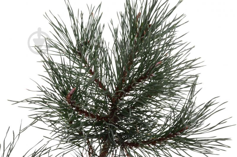 Растение Сосна Mugo C3 - фото 2