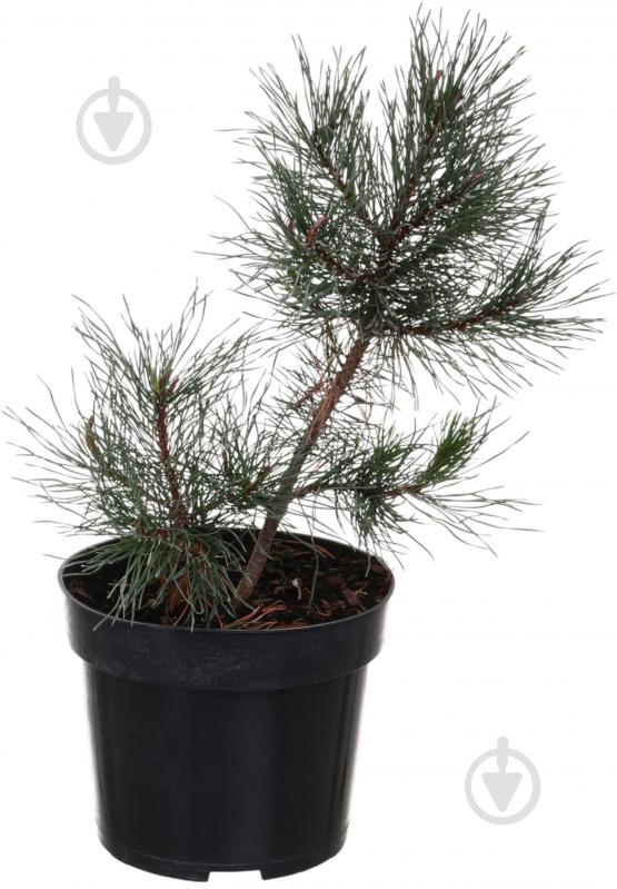 Растение Сосна Mugo C3 - фото 1