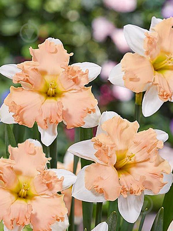 Цибулина TUBERBULB Export B.V. нарциса Вальс 2 шт. - фото 1
