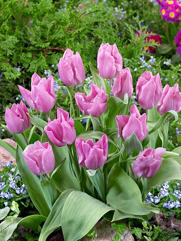 Луковица TUBERBULB Export B.V. тюльпана триумф Делта Шугар 3 шт. - фото 1 Луковица TUBERBULB Export B.V. тюльпана триумф Делта Шугар 3 шт. - фото 1