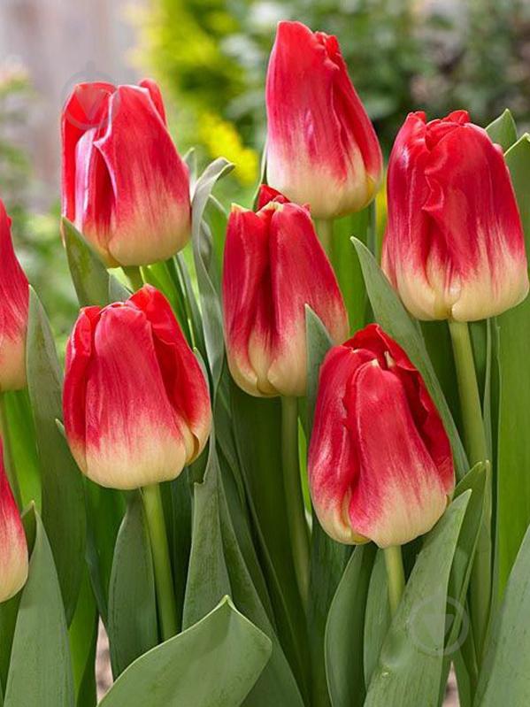 Луковица TUBERBULB Export B.V. тюльпана триумф Матч 3 шт. - фото 1