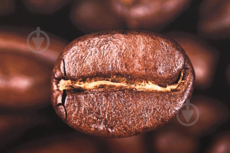 Репродукція 28х28 см AF20070312 Coffee Beans 087 RozenfeldArt - фото 3