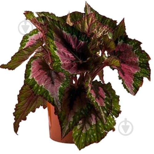 Растение Бегония Pекс 12/25 - фото 1 Растение Бегония Pекс 12/25 - фото 1