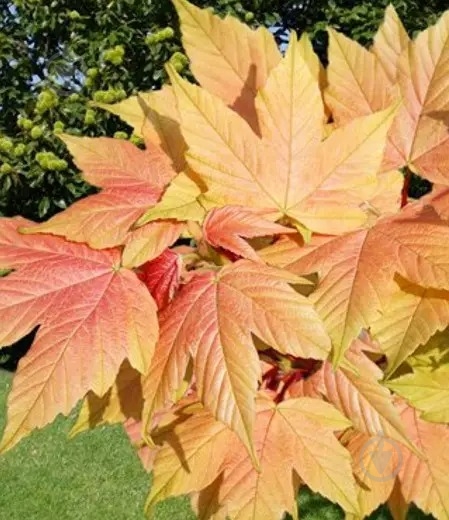 Саженец Клен Brilliantissimum С10 - фото 2