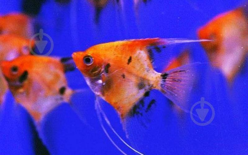 Рыбка Скалярия 3,5-5 см - фото 3