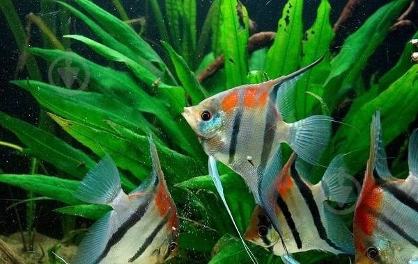 Рыбка Скалярия 3,5-5 см - фото 4