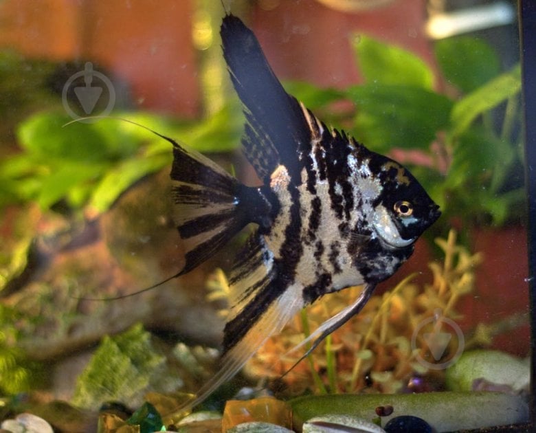 Рыбка Скалярия 3,5-5 см - фото 5