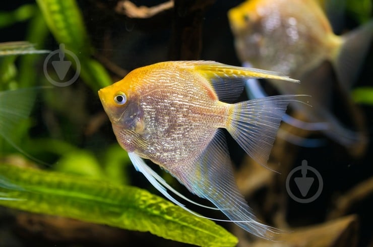 Рыбка Скалярия 3,5-5 см - фото 9