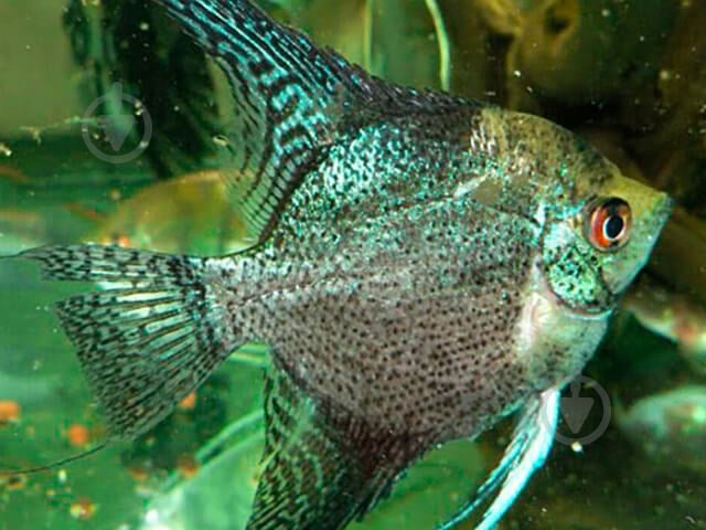 Рыбка Скалярия 3,5-5 см - фото 15