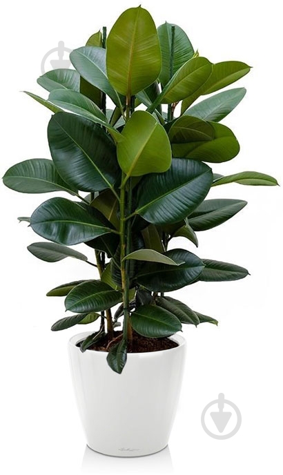 Растение комнатное Фикус эластика Робуста 21/105 - фото 2 Растение комнатное Фикус эластика Робуста 21/105 - фото 2