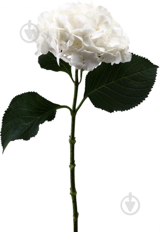 Гортензія Verena White біла (Нідерланди) - фото 1