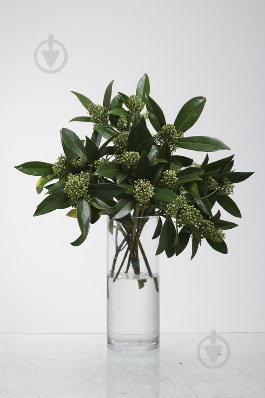 Скиммия зеленая (Нидерланды) - фото 1 Скиммия зеленая (Нидерланды) - фото 1