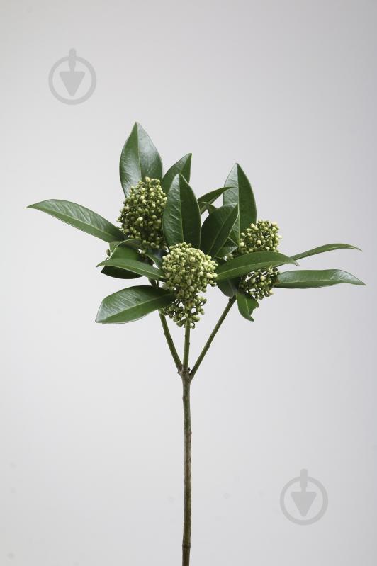 Скиммия зеленая (Нидерланды) - фото 2 Скиммия зеленая (Нидерланды) - фото 2