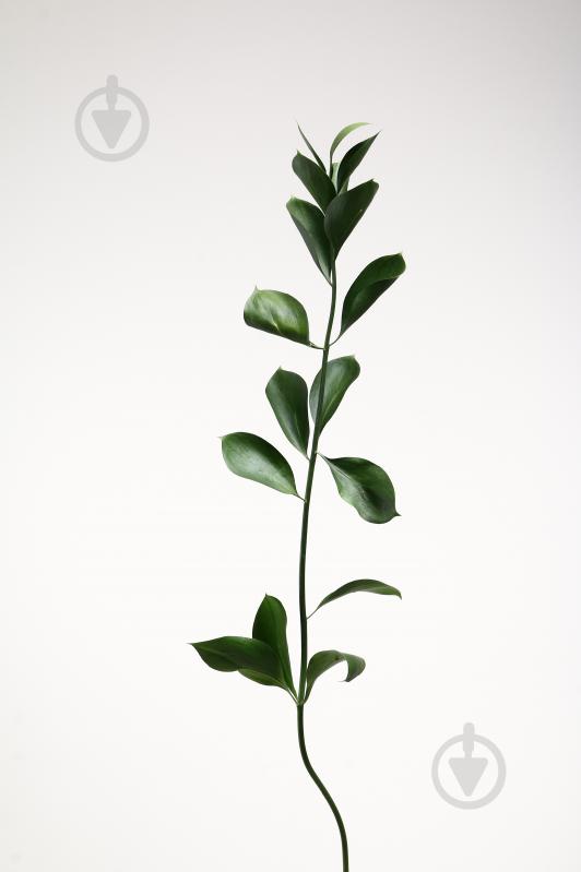 Рускус Aculeatus зеленый (Нидерланды) - фото 1