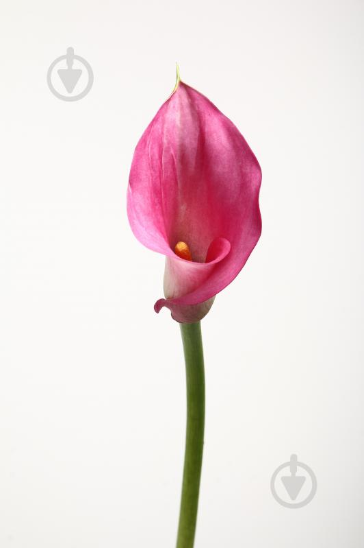 Калла Pink Design розовая (Нидерланды) - фото 1 Калла Pink Design розовая (Нидерланды) - фото 1