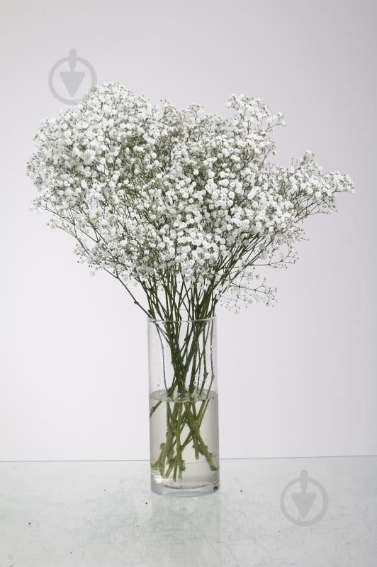 Гипсофила Extra пучок белая (Эквадор) - фото 1